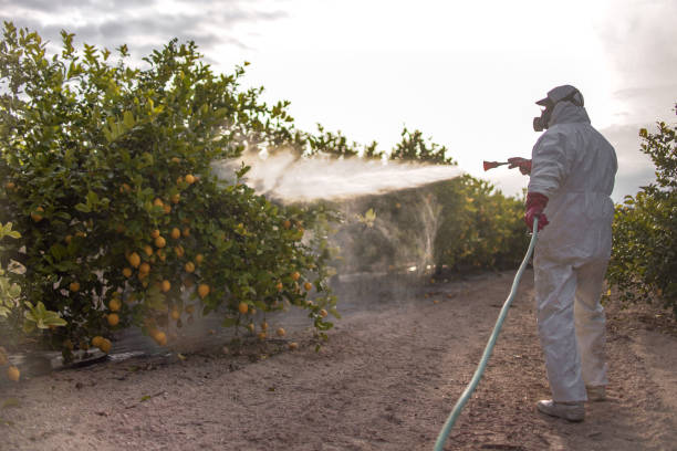 Best Ant Control Services  in Beloit, OH